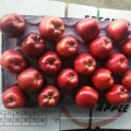 Fresh Fuji Apple Tianshui Huaniu Fuji Fresh apple Fresh Apple Fruits
